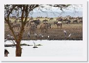 03LakeManyara - 54